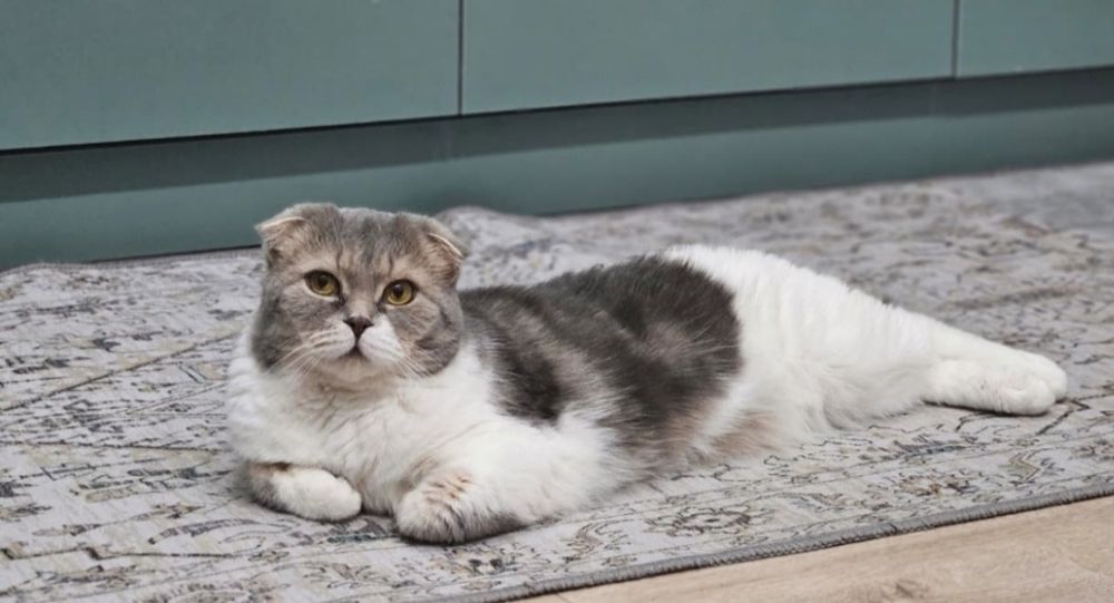 Отдам в добрые руки кота .