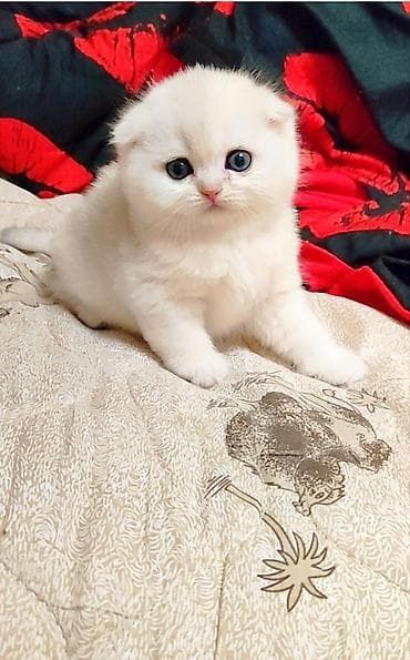 Котята шотландские вислоухие