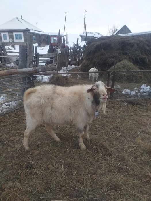 Продам дойных коз