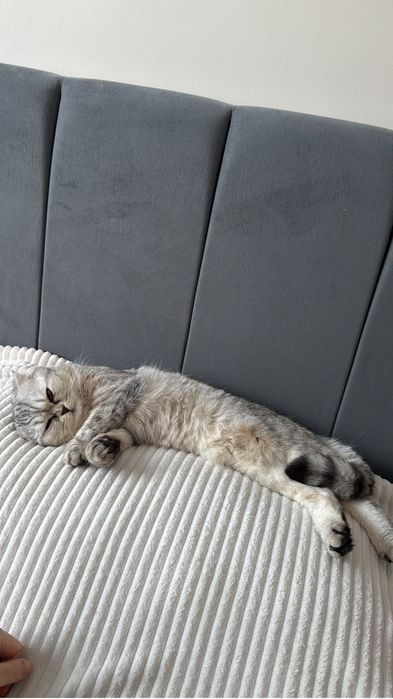 вислоухая, 1год