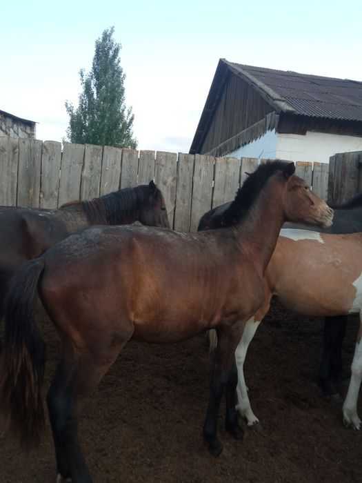 Продам лошадь байтал