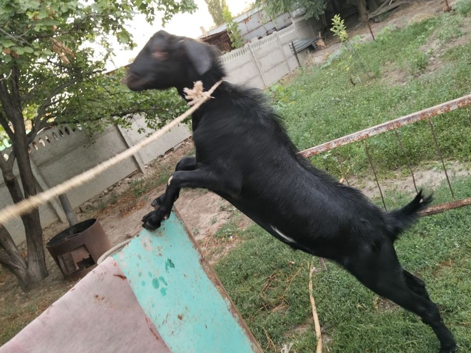 Серке сатылады..