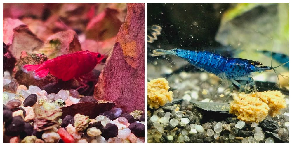 Neocaridina Blue Diamond Rili & Bloody Mary, Conuri Arin, Hrana