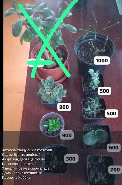 Суккуленты разные,укореняшки,срезы..