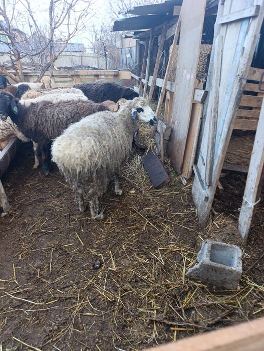 Матка монгольская с ягненкам