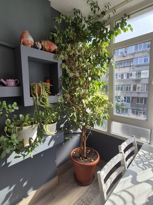 Фикус Бенджамин 220 см