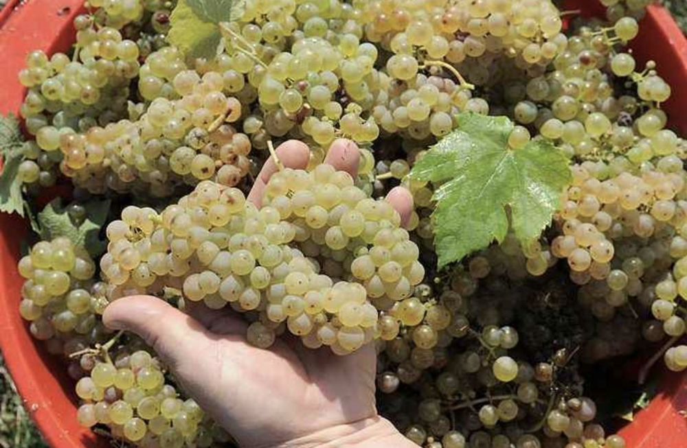 Strugurasiii de vin