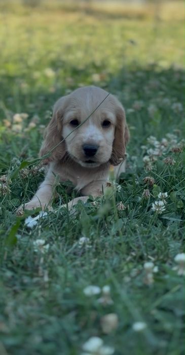 Fetita Cocker Spaniel