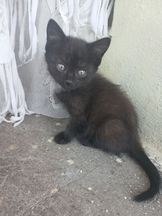 Отдам в добрые руки котят