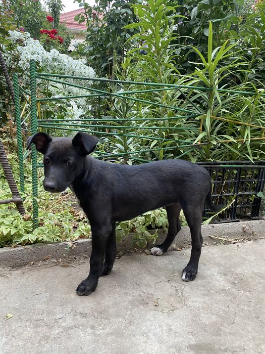 Срочно отдам щенят