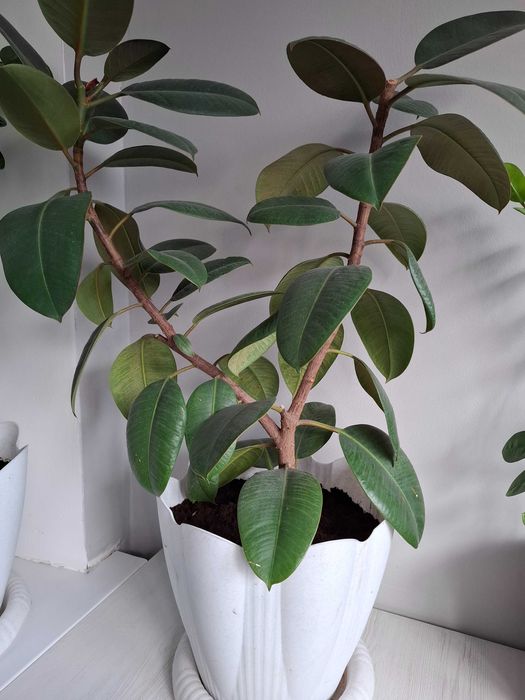 Фикус Микрокарпа