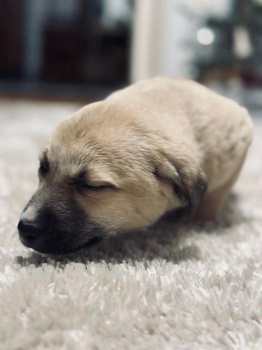 Отдаю щенков бесплатно