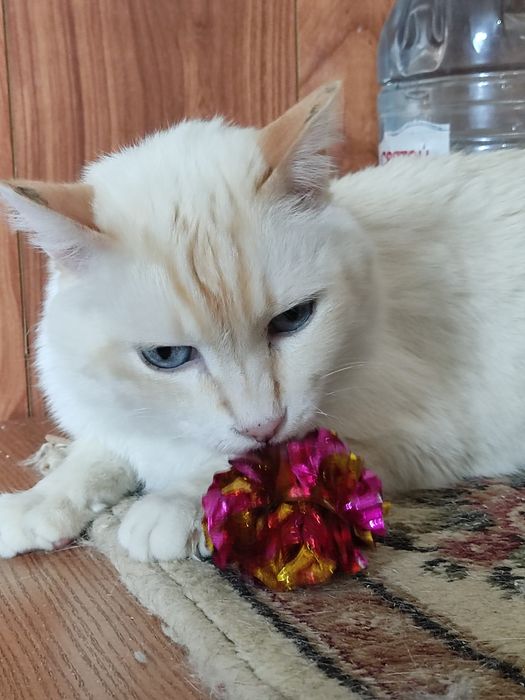 Шикарный котик ищет дом