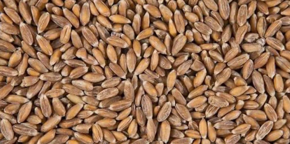 Зерно хорошего качество