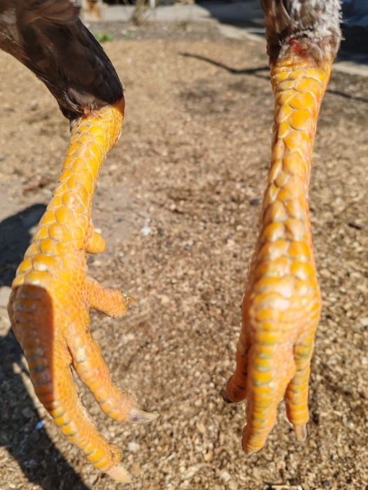 Дакан Июньский петух