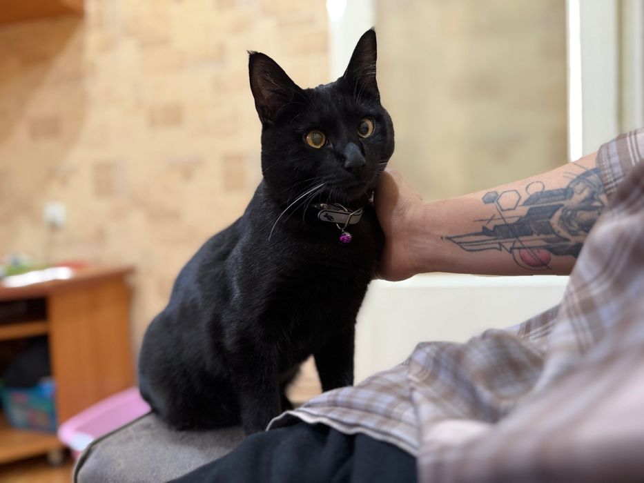 Отдам Кота в добрые руки