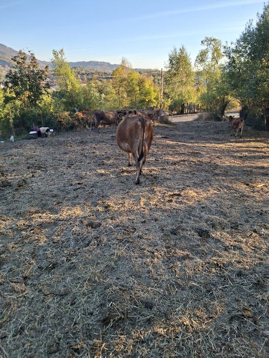 Vaca jersey cu pedigree
