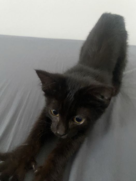 котенок мальчик 3 месяца