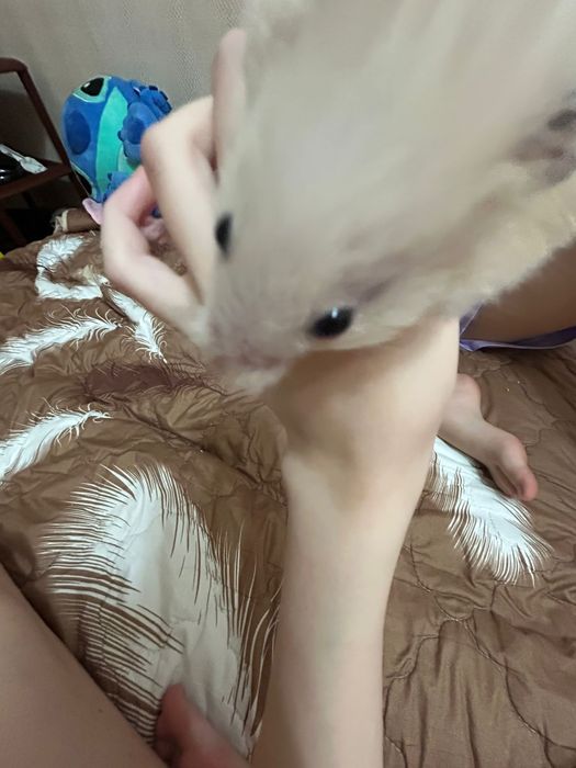 хомяк сирийский мальчик )