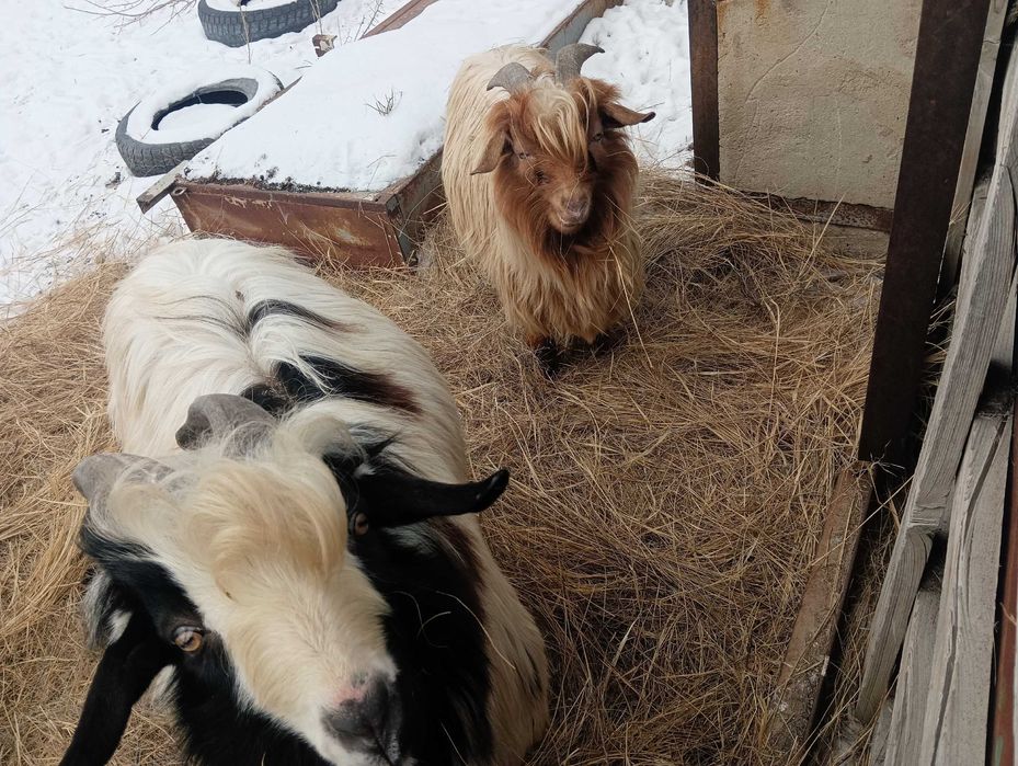 Текелер сатылады