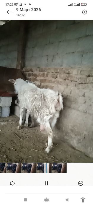 Козы сатылады кой ешкы