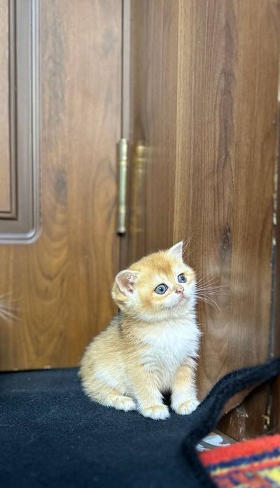 Золотистый шиншилла котёнок