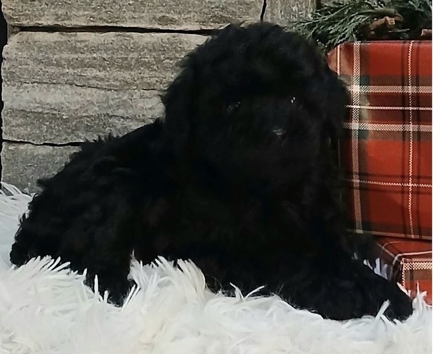 Мини пудел той пудел момиче