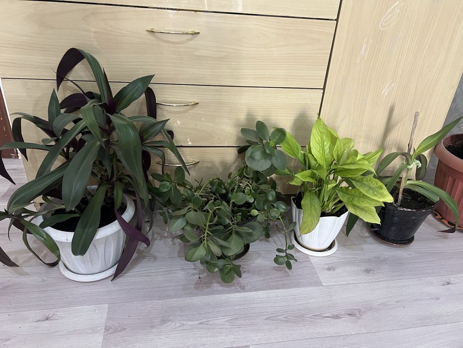 Комнатные цветы средние горшки