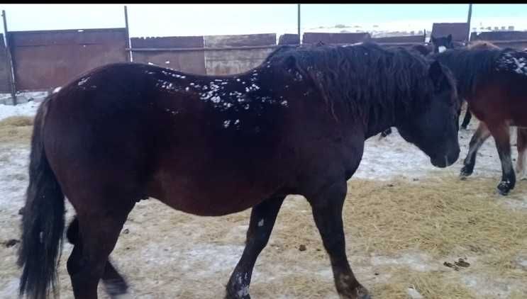 Продаётся жеребец новоалтайский тяж