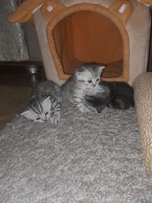 Продам  шотландских  котят