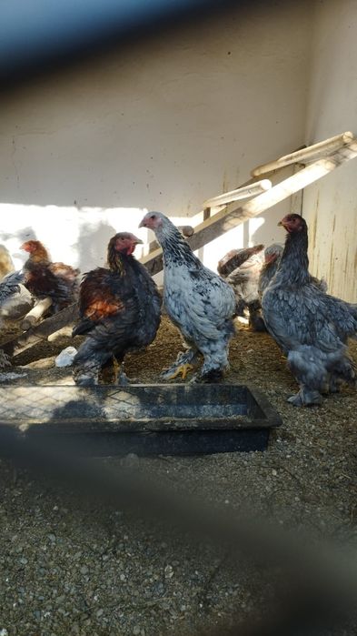 Продам петухов брама