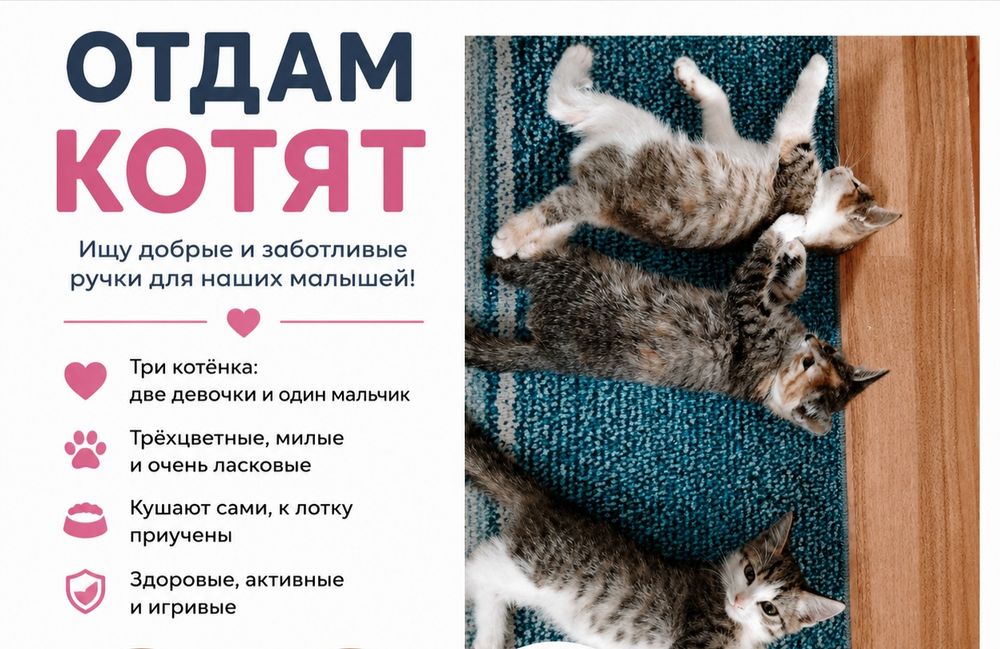 отдам котяток в добрые руки