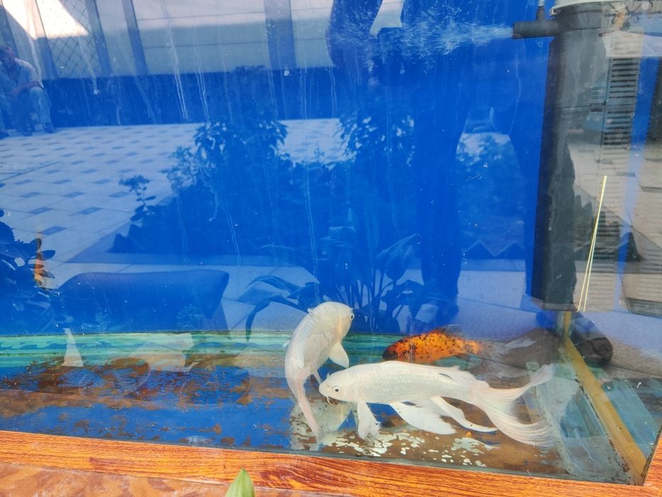 Балик Коя платина сотилади