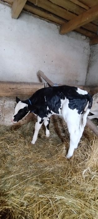 Vând vițel bălțat