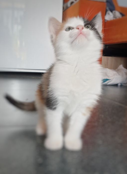 Отдам котят в добрые руки