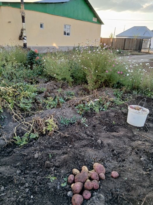 Продам дом Коянды