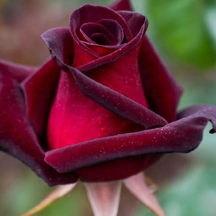 Atirgul ko'chati sotiladi  issixona biznesi bo'yicha ko'chat sotamiz