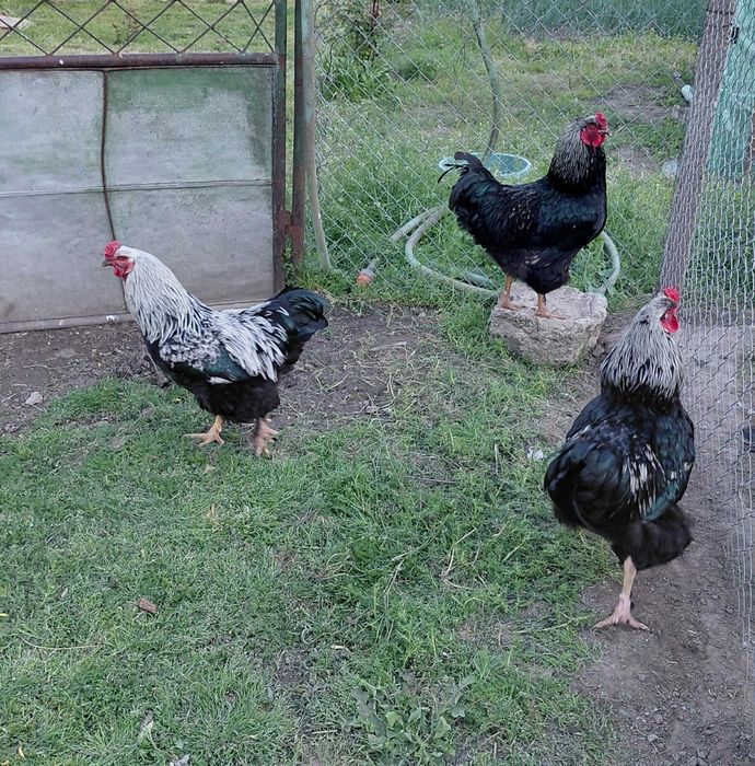Cocoși de vanzare