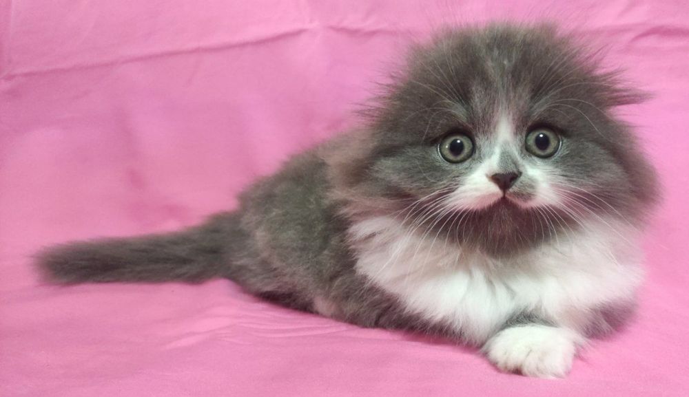 Вислоухий хайленд!