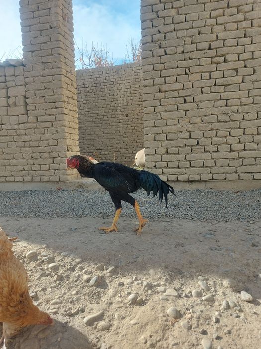 Dakang xo'roz kareyiski