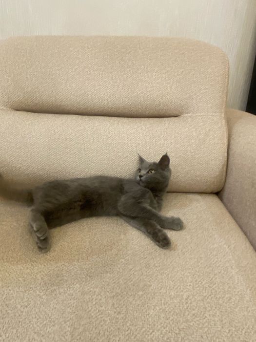 British shorthair