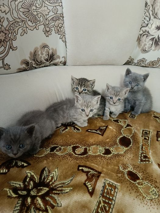 Отдам котят бесплатно в хорошие руки