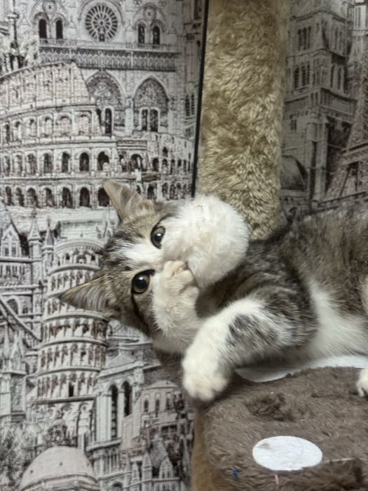 Котенок девочка в хорошие руки