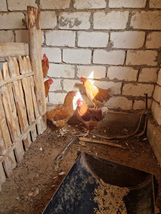 Тауық,әтеш сатылады