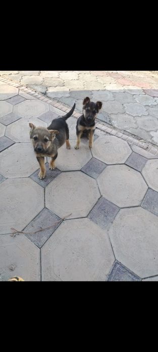 Продам щенят овчарки