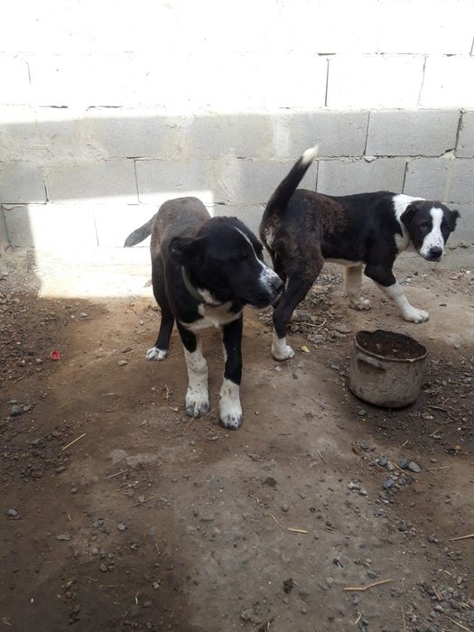 20 мын тенге 5 айлык Ургашы