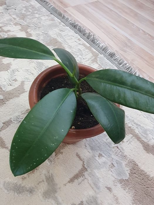 Продам фикус  1000тг
