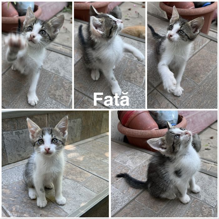 Pisicute spre adoptie