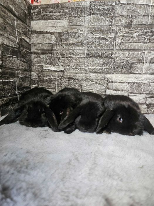 Vând iepurași  Berbec Pitic