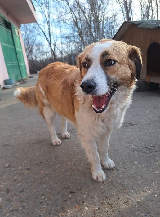 Подарява се кученце